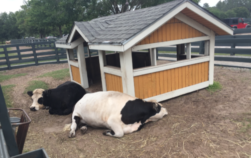 cows lying down in the dirt near a small building