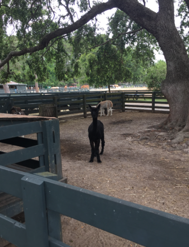 a black animal in a pen