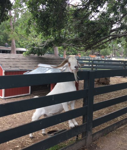 a goat with horns on its head over a fence