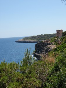 a cliff overlooking the ocean