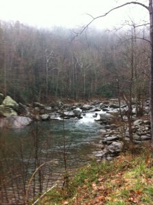 a river flowing through a forest