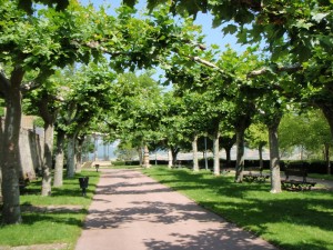 a path with trees on the side