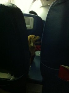Airline Etiquette: When Is It Ok To Have A Dog In Your Seat