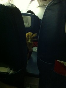a dog sitting in an airplane seat