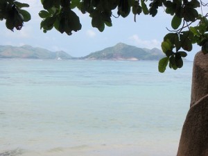 a tree on a beach