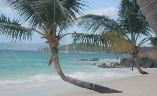 a palm tree on a beach