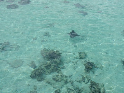 a stingray swimming in clear water