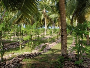 a plantation of palm trees