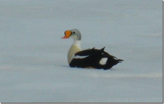 eider