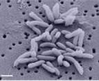 a close-up of a group of bacteria