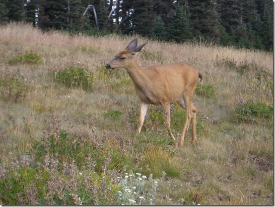 Olympic National Park Deer
