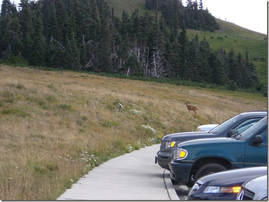 Olympic National Park Parking