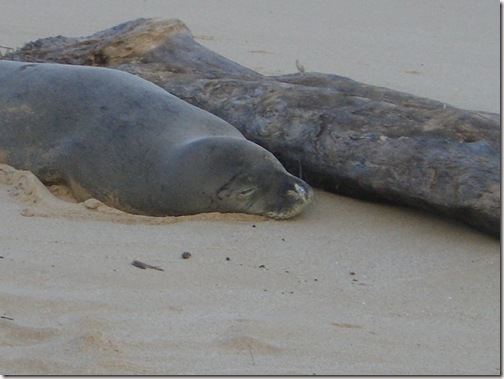 Grand Hyatt Kauai Monk Seal 3