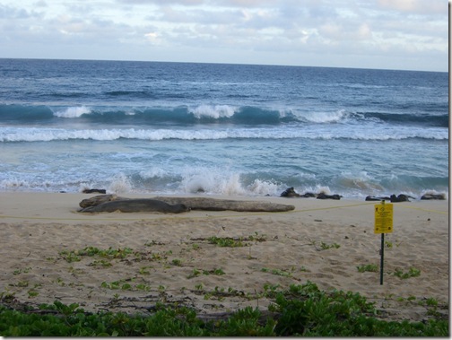 Grand Hyatt Kauai Monk Seal