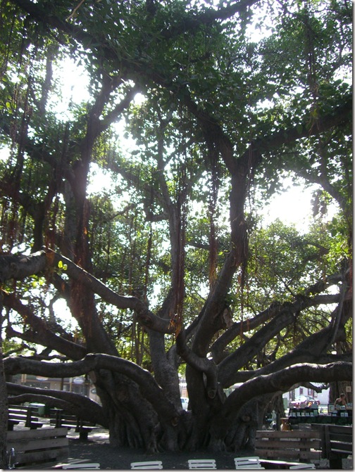 Lahaina Banyan Tree