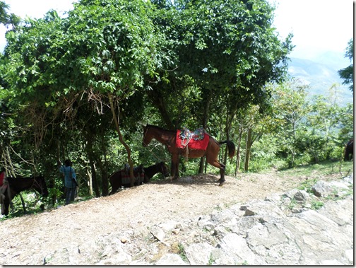 Haiti Horse Back Ride 3