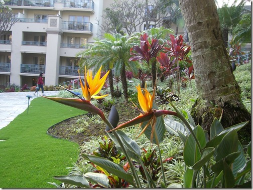 Ritz Carlton Kapalua Hotel Birds of Paradise