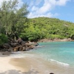 a beach with trees and rocks