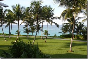 a palm trees on a lawn