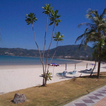 a beach with palm trees and chairs