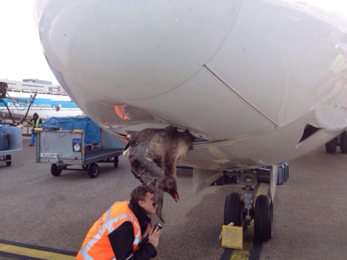 a bird on the front of an airplane