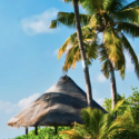 a straw hut and palm trees