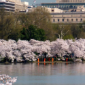 a row of trees with pink blossoms