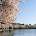 a cherry blossom trees along a lake