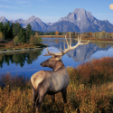 a elk standing in front of a lake