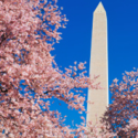 a tall tower with pink flowers