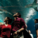 a group of people looking at fish in an aquarium