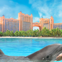 a dolphin in the water with a large building in the background