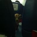 a dog sitting in an airplane