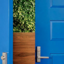 a blue door with a green plant behind it