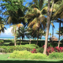 a palm trees and bushes by the ocean