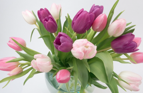 a bouquet of pink and white tulips