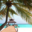 a dock with a hut and a palm tree on a beach