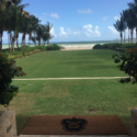 a grass field with palm trees and a beach