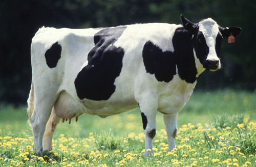 a cow standing in a field of dandelions