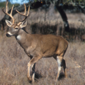 a deer with antlers standing in a field