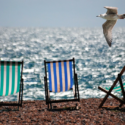 a bird flying over chairs on a beach