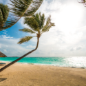 a palm trees on a beach