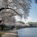 a group of people walking along a path with flowering trees