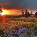 a sunset over a forest with Dolly Sods Wilderness in the background