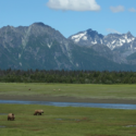 a group of bears in a field with mountains in the background