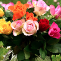 a bouquet of colorful roses