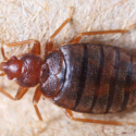 a close up of a bug