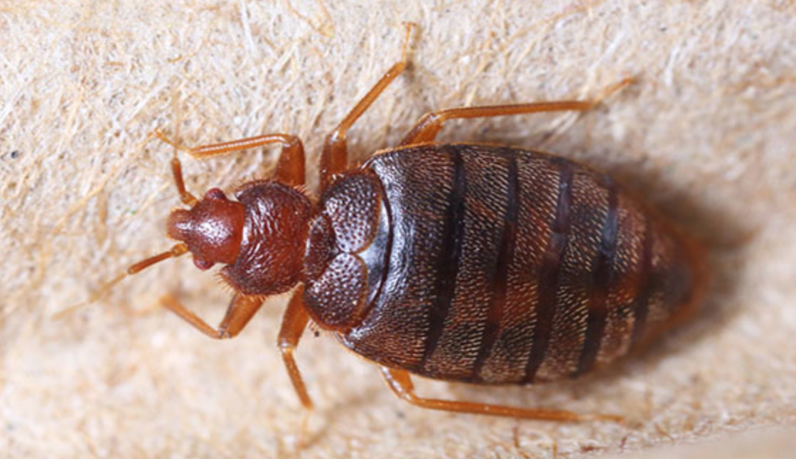 Find Out If Your Hotel has Bed Bugs Points Miles & Martinis