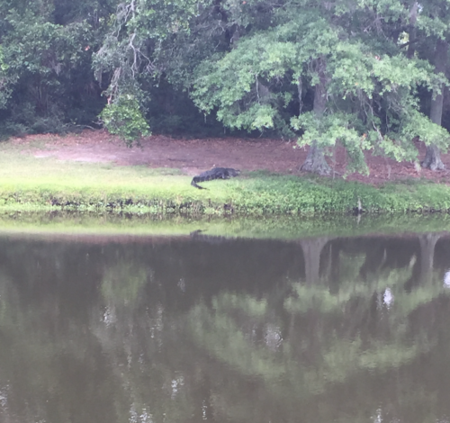 a alligator on the shore of a lake