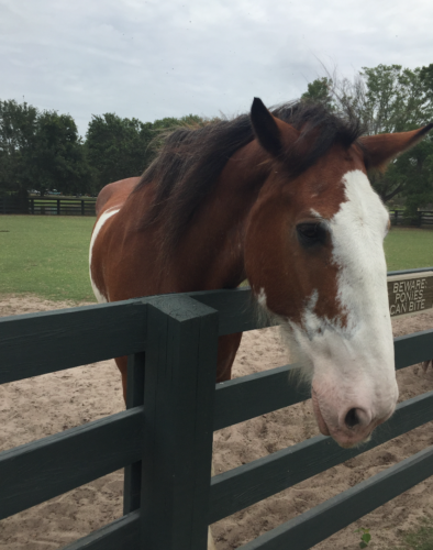 a horse with its head over a fence